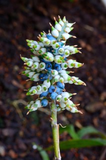 Aechmea angustifolia