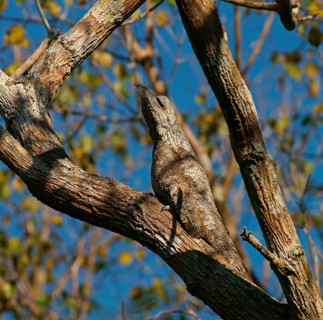 Great potoo