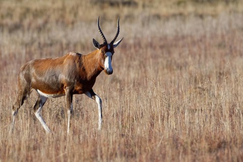 Blesbok
