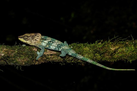Amber Mountain chameleon