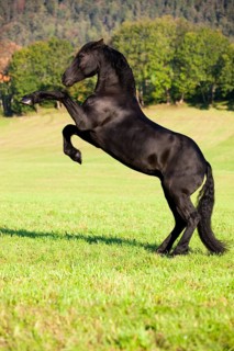 Friesian horse on hind legs
