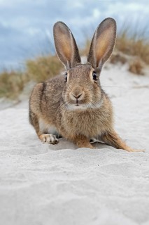 Wild rabbit