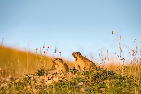 Marmots