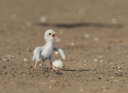 Least Tern