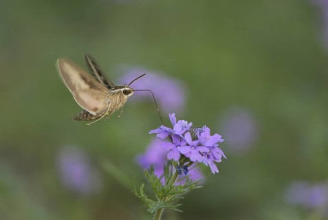 White-lined Sphinx