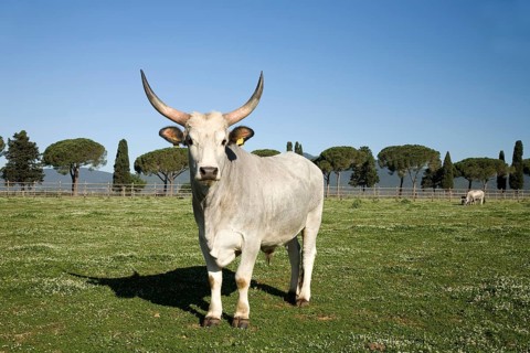 Maremmana