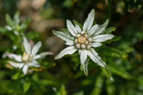Edelweiss