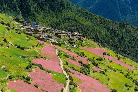 Agricultural landscape with pink buckwheat fields in blossom