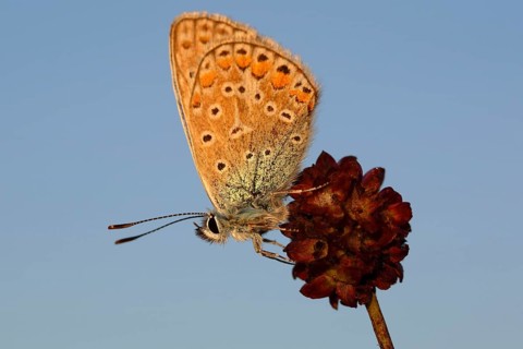 Common Blue