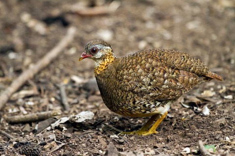 Green-legged partridge