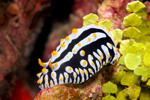 Varicose Wart Slug