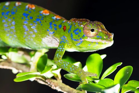 Labord's chameleon