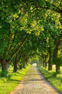Tree-lined road in the morning light