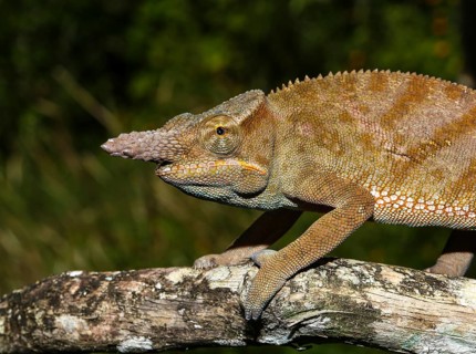 Madagascar two-horned chameleon