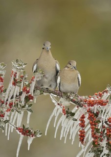 White-winged Doves