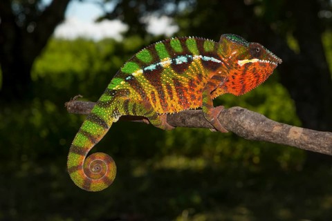 Panther chameleon