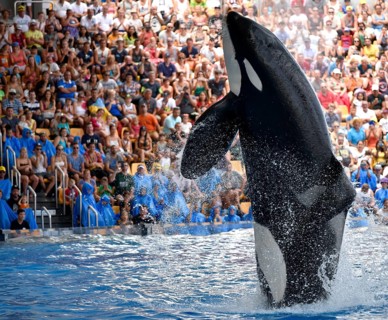 Orca