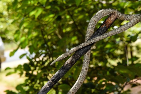 Madagascar leaf-nosed snake