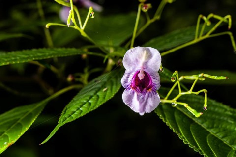 Blooming blossom of Policeman's helmet