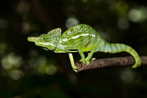 Labord's chameleon