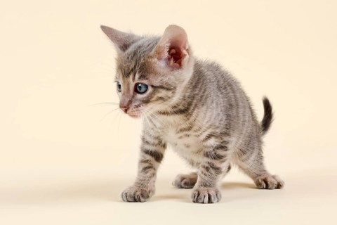 Toyger