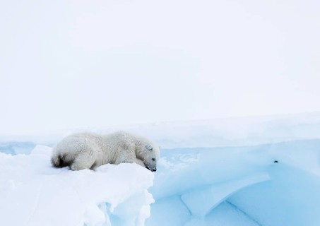 Polar bear
