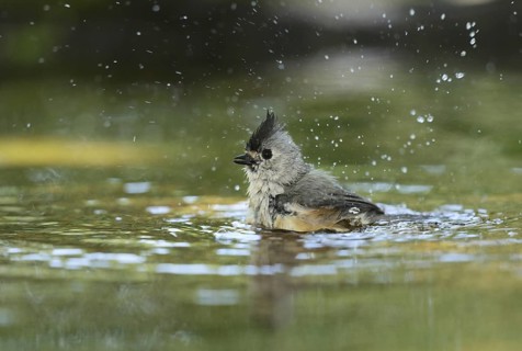 Tufted titmouse