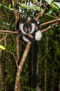 Black-and-white ruffed lemur