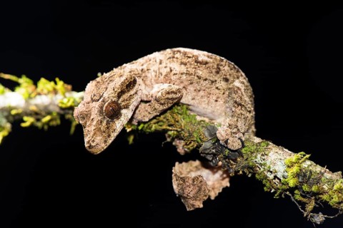 Night active leaf-tailed gecko
