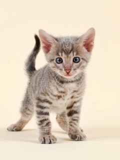 Toyger
