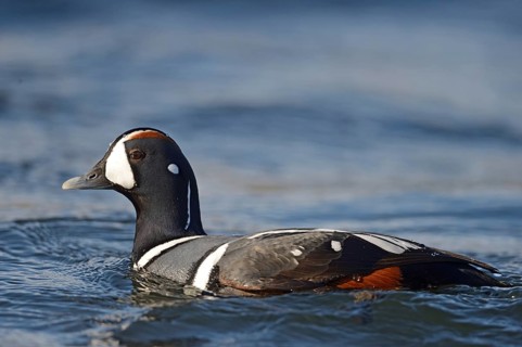 Harlequin duck