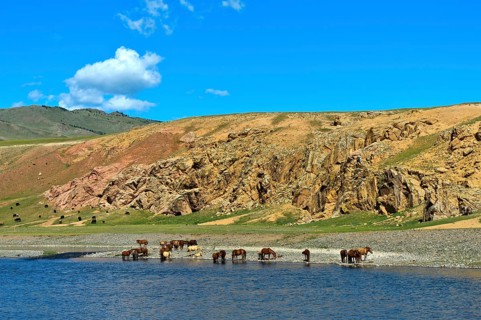 Herd of horses on the Orchon River