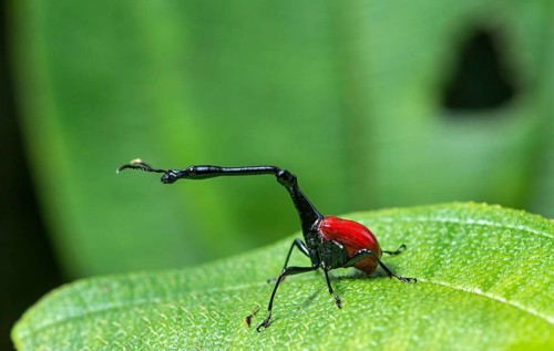 Giraffe weevils