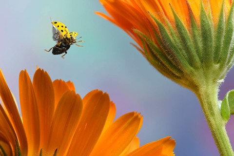 Twenty-two spot ladybird
