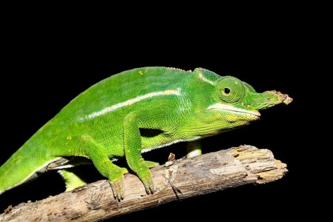 Petter's chameleon