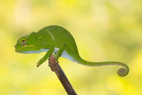 Chameleon