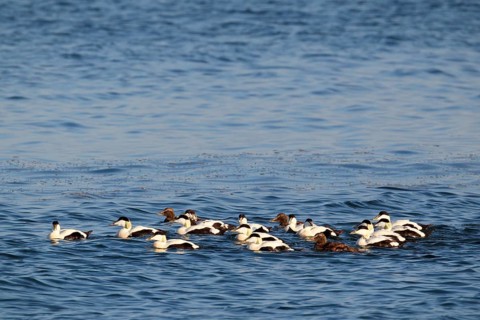Common eider ducks