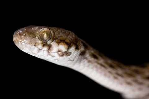 Madagascar Cat Snake