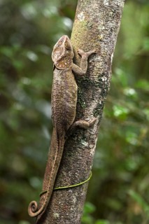Short-horned chameleon