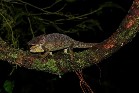 Amber Mountain chameleon