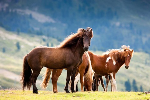 Liver Chestnut and Sorrel Pinto Icelandic in a pasture