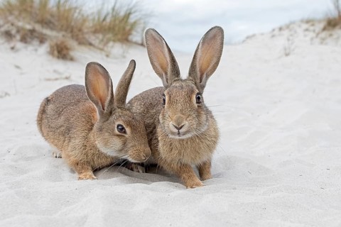 Wild rabbits