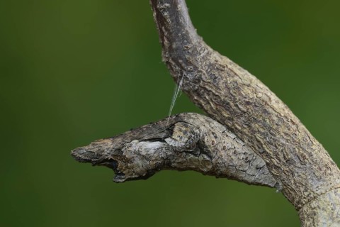 Giant Swallowtail