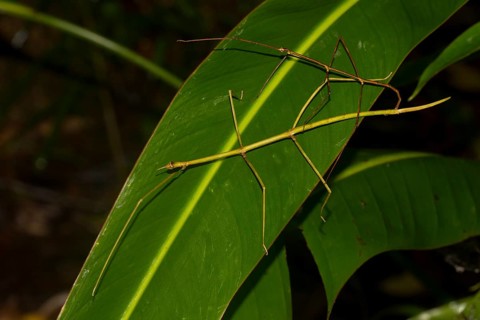 Stick insects