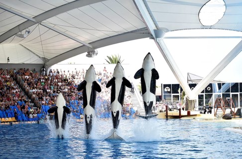 Orcas
