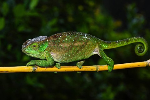 O'Shaughnessy's chameleon