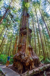 Man standing next to giant western red-cedar