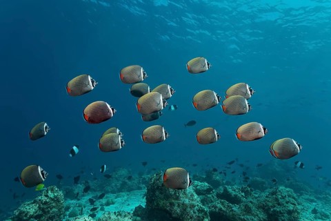 School of red-tailed butterfly fish