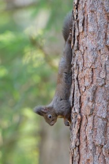 Squirrel