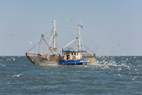 Fishcutter with casted nets at crabs catching